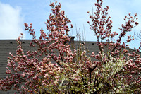 LAUXFOTO20250328_0001