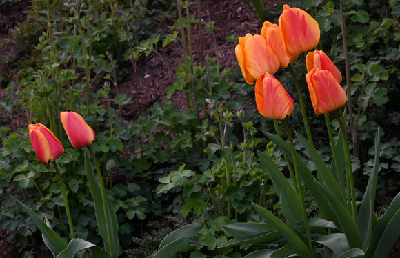 GARTEN