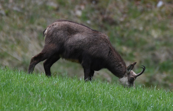 Landschaften und Tiere
