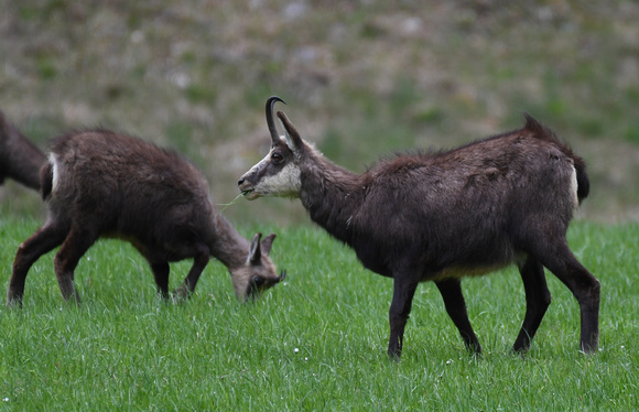 Landschaften und Tiere