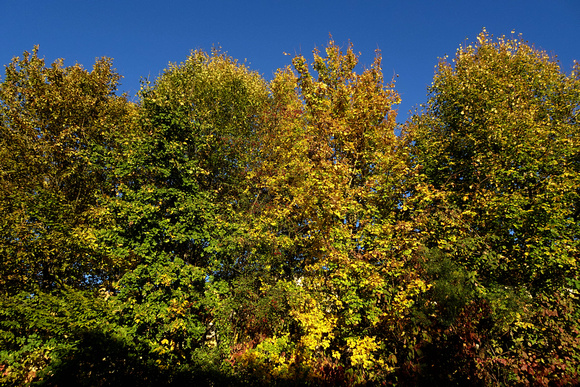 HERBSTSPAZIERGANG