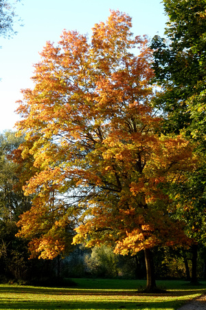 HERBSTSPAZIERGANG