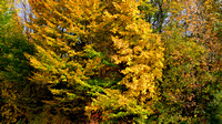 2020-10-26, Herbstbilder