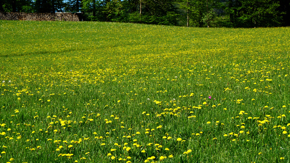 Salzburg-Land-Ansichten
