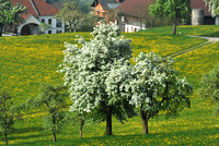 Mostviertl-2013, 1.5.2013
