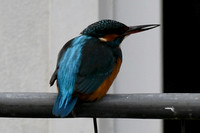 LAUXFOTO20241114_0002