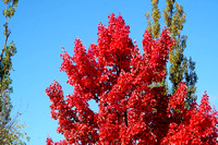 LAUXFOTO20241017_0028
